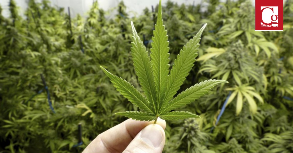 Proyecto de Ley de Cannabis tendrá en plenaria de Cámara su segundo debate