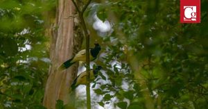 La biodiversidad del Cesar ha resultado fundamental en los procesos nacionales e internacionales en medio ambiente para Colombia, así quedó demostrado en la reciente medición de avistamiento de aves.